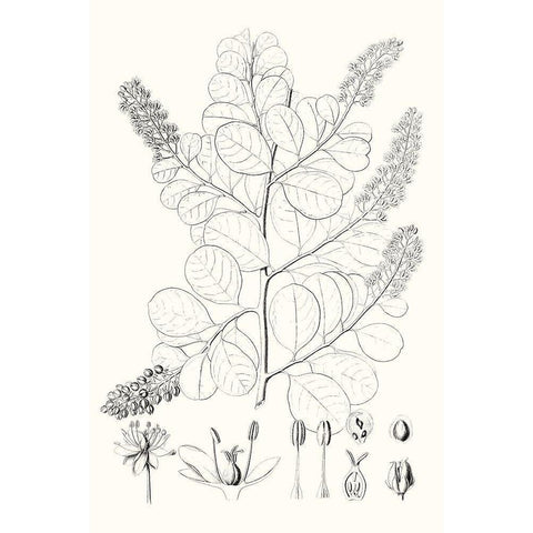 Illustrative Leaves IV Black Modern Wood Framed Art Print with Double Matting by Vision Studio