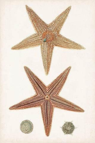 Coastal Curiosity I White Modern Wood Framed Art Print with Double Matting by Unknown