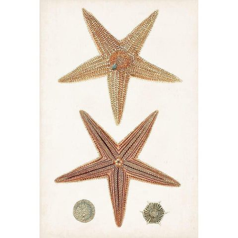 Coastal Curiosity I Gold Ornate Wood Framed Art Print with Double Matting by Unknown