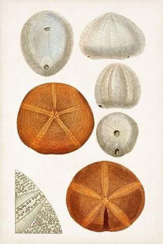 Coastal Curiosity II White Modern Wood Framed Art Print with Double Matting by Unknown