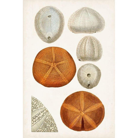 Coastal Curiosity II White Modern Wood Framed Art Print by Unknown