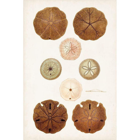 Coastal Curiosity III Black Modern Wood Framed Art Print with Double Matting by Unknown