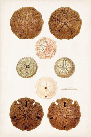 Coastal Curiosity III Black Ornate Wood Framed Art Print with Double Matting by Unknown