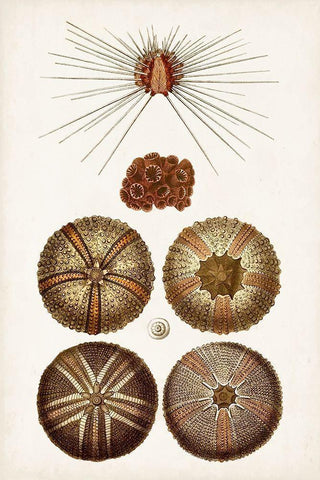 Coastal Curiosity IV Black Ornate Wood Framed Art Print with Double Matting by Unknown