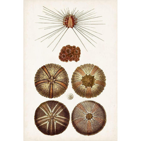 Coastal Curiosity IV Gold Ornate Wood Framed Art Print with Double Matting by Unknown