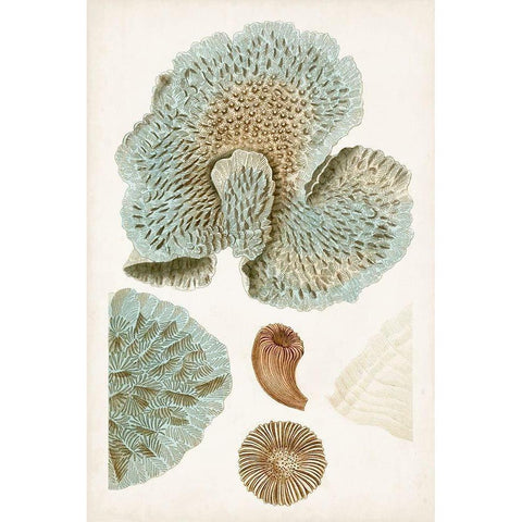 Coastal Curiosity V Black Modern Wood Framed Art Print with Double Matting by Unknown