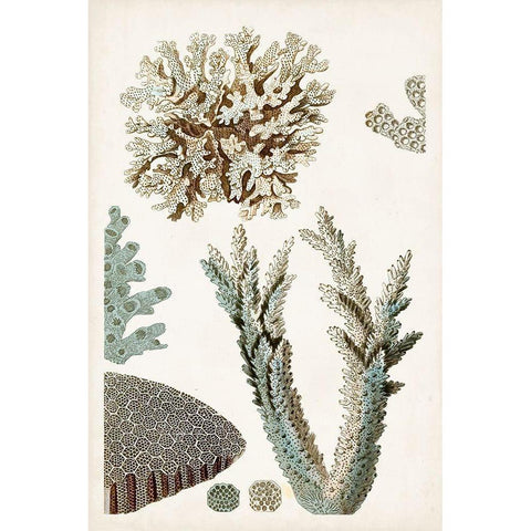 Coastal Curiosity VI Gold Ornate Wood Framed Art Print with Double Matting by Unknown