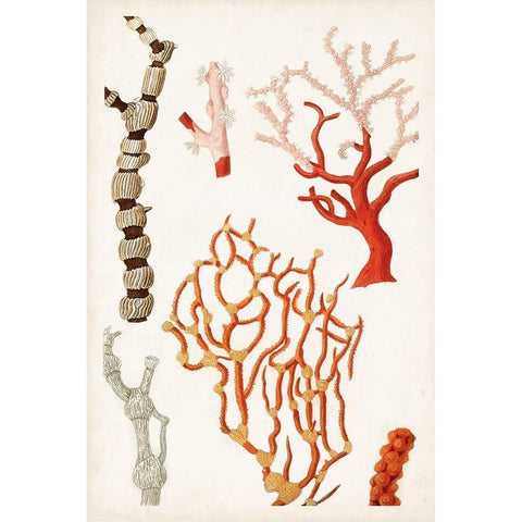 Coastal Curiosity VII White Modern Wood Framed Art Print by Unknown