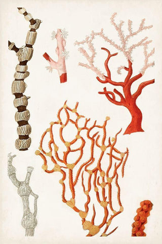 Coastal Curiosity VII White Modern Wood Framed Art Print with Double Matting by Unknown