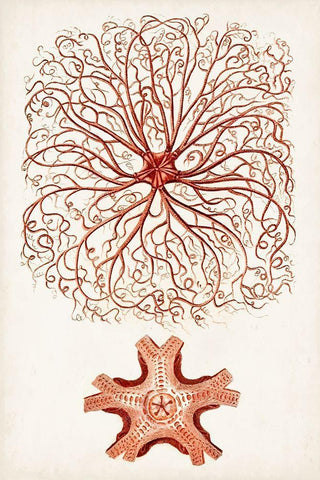 Coastal Curiosity VIII Black Ornate Wood Framed Art Print with Double Matting by Unknown