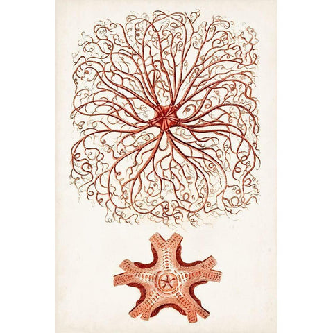 Coastal Curiosity VIII White Modern Wood Framed Art Print by Unknown