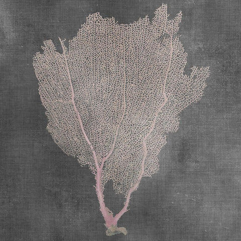 Natural Sea Fan I Black Modern Wood Framed Art Print with Double Matting by Vision Studio