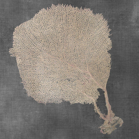 Natural Sea Fan II White Modern Wood Framed Art Print with Double Matting by Vision Studio