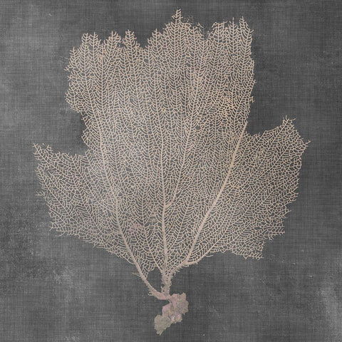 Natural Sea Fan III White Modern Wood Framed Art Print by Vision Studio