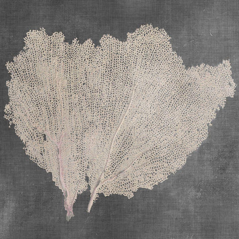 Natural Sea Fan IV Black Ornate Wood Framed Art Print with Double Matting by Vision Studio