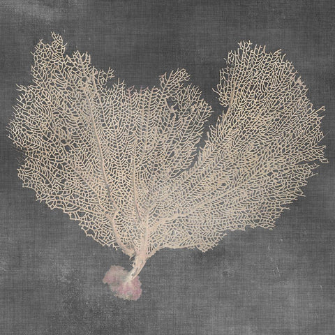 Natural Sea Fan VI White Modern Wood Framed Art Print with Double Matting by Vision Studio