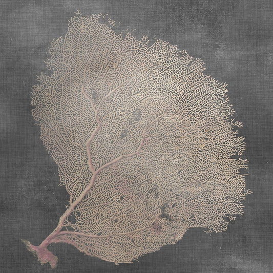 Image Only