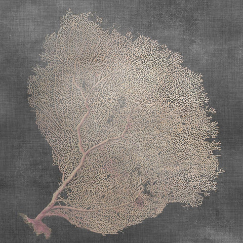 Natural Sea Fan IX Black Ornate Wood Framed Art Print with Double Matting by Vision Studio