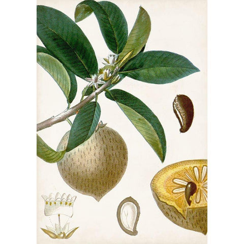 Turpin Tropical Fruit I Gold Ornate Wood Framed Art Print with Double Matting by Turpin