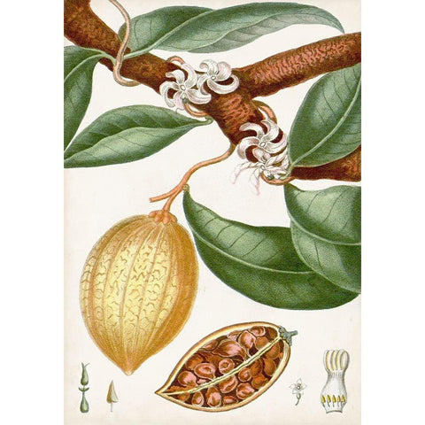 Turpin Tropical Fruit II White Modern Wood Framed Art Print by Turpin