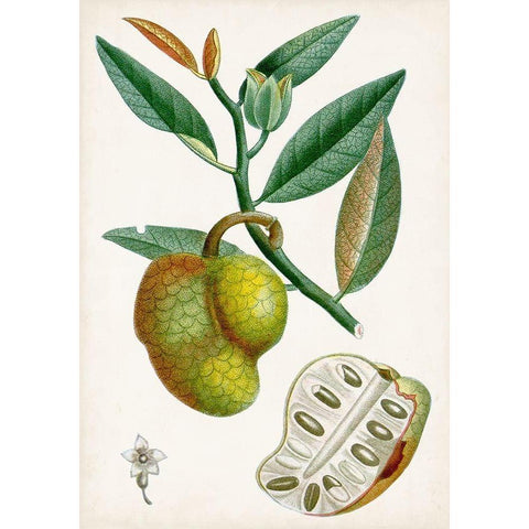 Turpin Tropical Fruit III Gold Ornate Wood Framed Art Print with Double Matting by Turpin