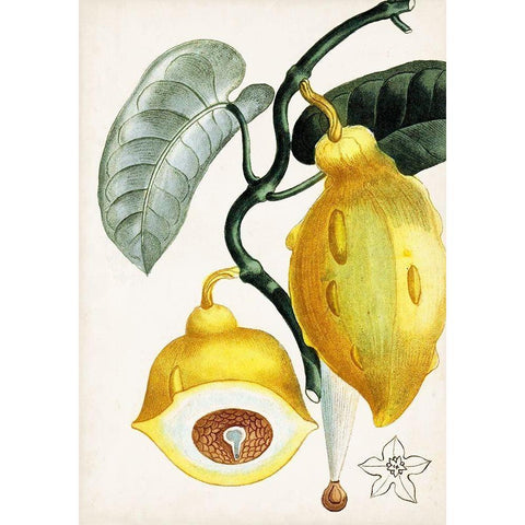 Turpin Tropical Fruit IV Gold Ornate Wood Framed Art Print with Double Matting by Turpin