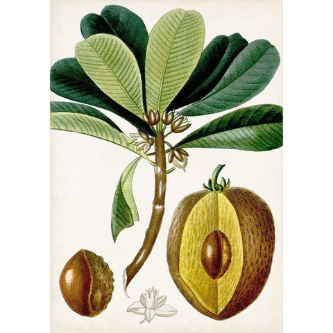 Turpin Tropical Fruit VI White Modern Wood Framed Art Print by Turpin