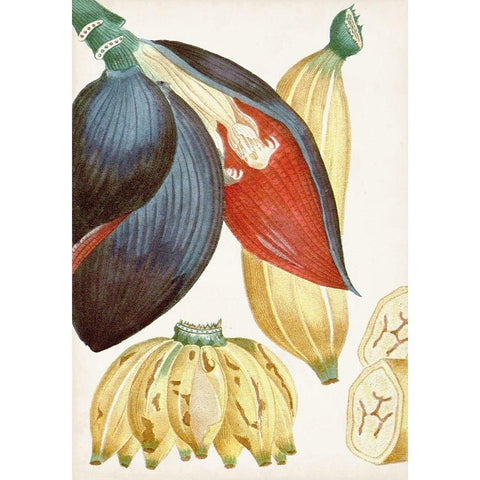 Turpin Tropical Fruit VII White Modern Wood Framed Art Print by Turpin