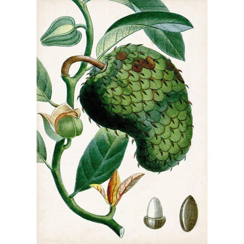 Turpin Tropical Fruit VIII Gold Ornate Wood Framed Art Print with Double Matting by Turpin