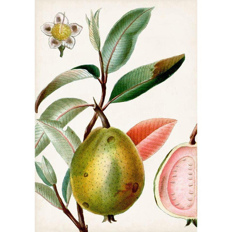 Turpin Tropical Fruit IX White Modern Wood Framed Art Print by Turpin