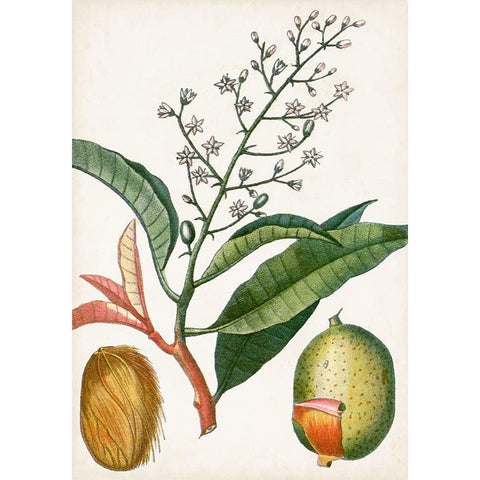 Turpin Tropical Fruit X White Modern Wood Framed Art Print by Turpin