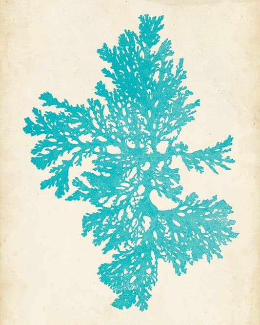 Image Only