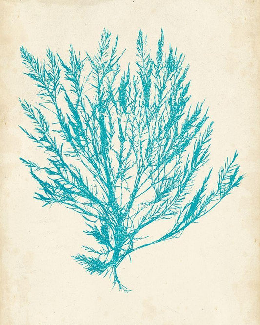 Image Only