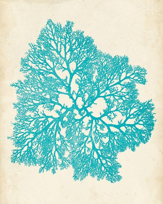 Image Only