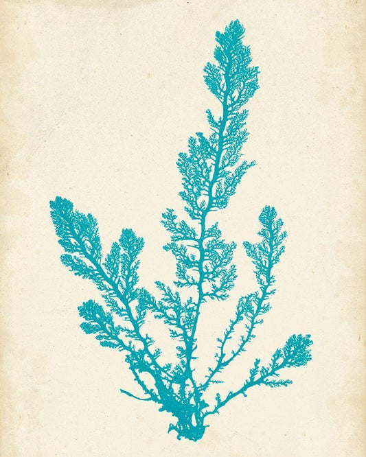 Image Only