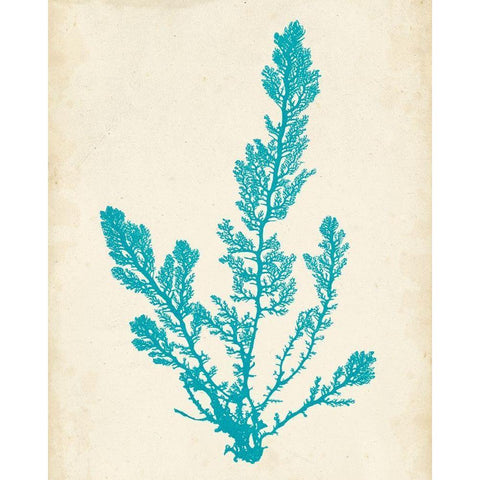 Aquamarine Seaweed VI Black Modern Wood Framed Art Print with Double Matting by Vision Studio