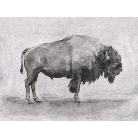 Wild Bison Study I White Modern Wood Framed Art Print by Scarvey, Emma