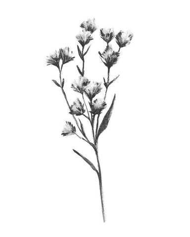 Wild Thistle III Black Ornate Wood Framed Art Print with Double Matting by Scarvey, Emma