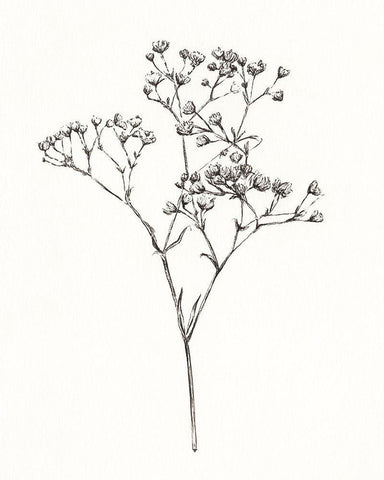 Wild Bloom Sketch I Black Ornate Wood Framed Art Print with Double Matting by Warren, Annie