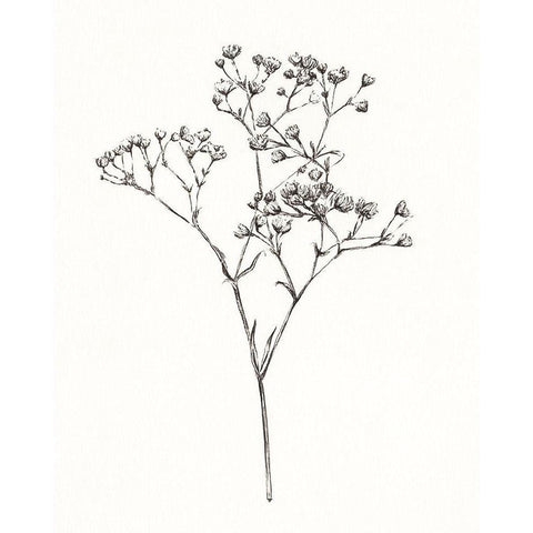 Wild Bloom Sketch I Black Modern Wood Framed Art Print with Double Matting by Warren, Annie