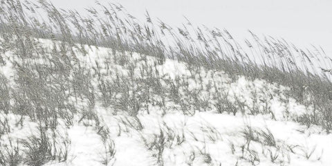 Lush Dunes II Black Ornate Wood Framed Art Print with Double Matting by Chandler, Sharon