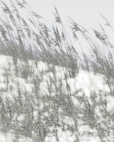 Lush Dunes III White Modern Wood Framed Art Print with Double Matting by Chandler, Sharon