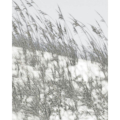 Lush Dunes III Black Modern Wood Framed Art Print by Chandler, Sharon