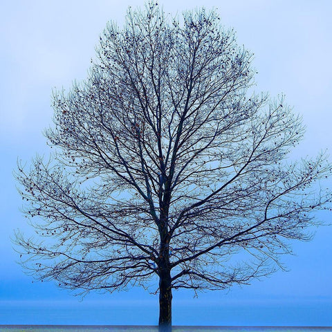 November Tree Black Modern Wood Framed Art Print by McLoughlin, James