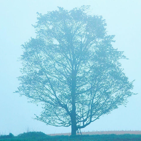 Spring Tree Black Modern Wood Framed Art Print by McLoughlin, James
