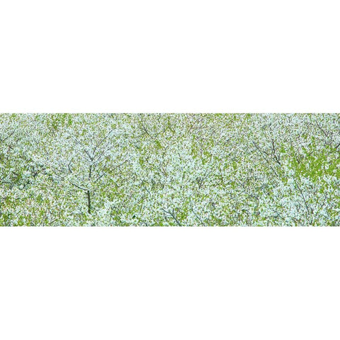 Tree Panorama I Black Modern Wood Framed Art Print with Double Matting by McLoughlin, James