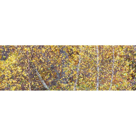 Tree Panorama III Gold Ornate Wood Framed Art Print with Double Matting by McLoughlin, James