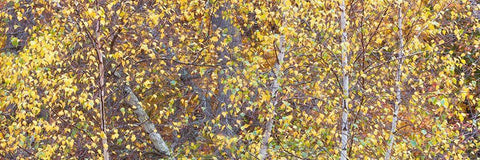 Tree Panorama III Black Ornate Wood Framed Art Print with Double Matting by McLoughlin, James