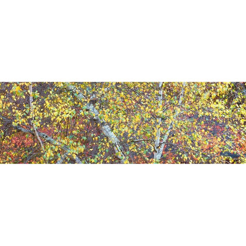 Tree Panorama IV Gold Ornate Wood Framed Art Print with Double Matting by McLoughlin, James