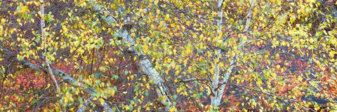 Tree Panorama IV Black Ornate Wood Framed Art Print with Double Matting by McLoughlin, James